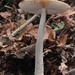 Little Sister Ringless Amanita - Photo (c) Alan Rockefeller, some rights reserved (CC BY), uploaded by Alan Rockefeller