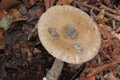 Amanita sororcula