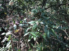 Bignonia capreolata