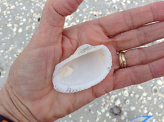 Anadara secticostata