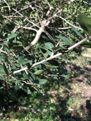 Ilex vomitoria