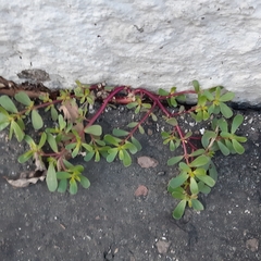 Portulaca oleracea