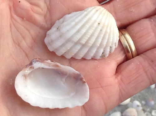 Broad-ribbed Cardita