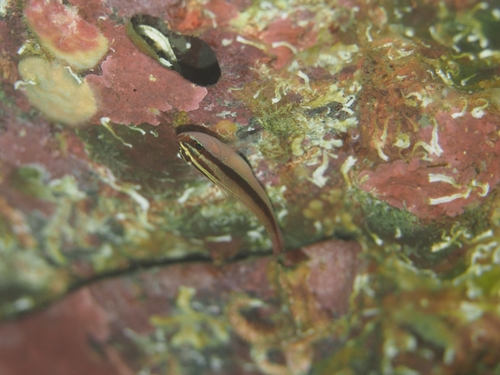 Trimma grammistes