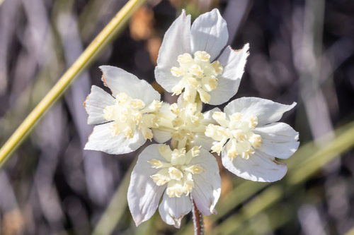 lesueur southern cross (Xanthosia tomentosa)