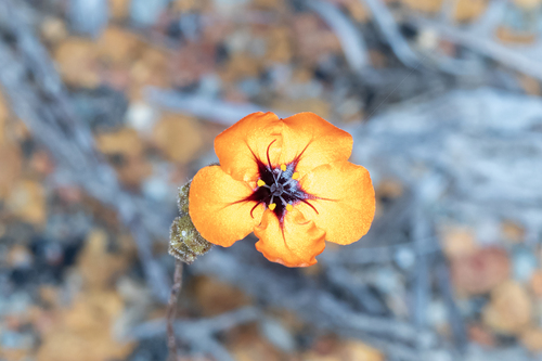 Drosera coomallo