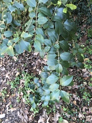 Ligustrum lucidum