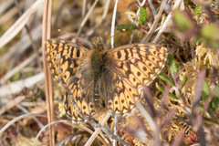 Boloria freija