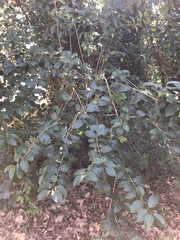 Ligustrum lucidum