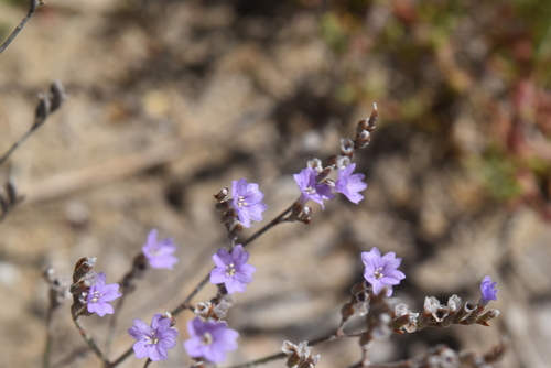 Legrands lamsoor (Limonium legrandii)
