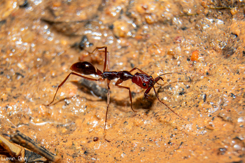 滩大齿猛蚁Odontomachus litoralis
