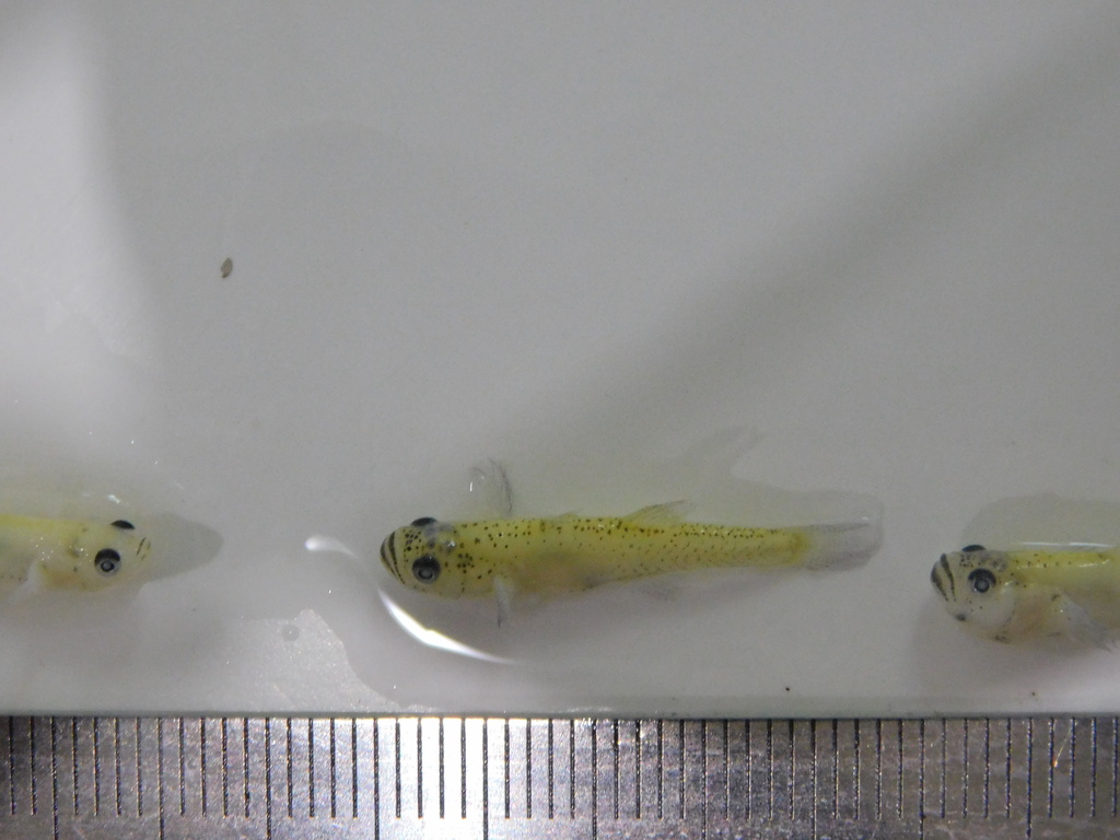 glass goby (Gobiopterus chuno)