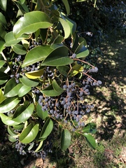 Ligustrum lucidum