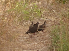 Ptilopachus petrosus