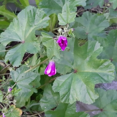 Malva sylvestris