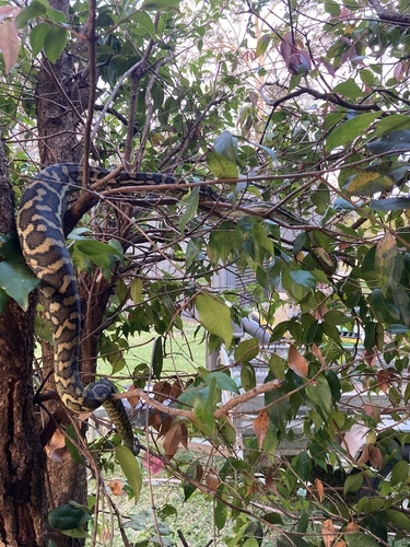 Coastal Carpet Python sighting