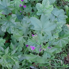 Malva sylvestris