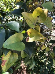 Smilax