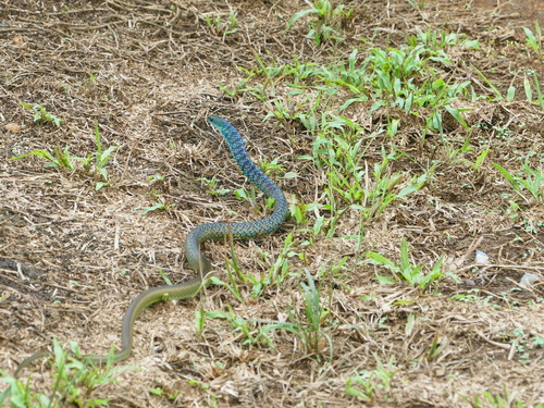Photo of a Hughes' Green Snake (Philothamnus hughesi)