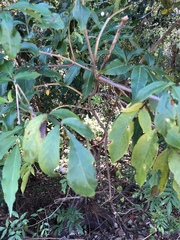 Sambucus canadensis