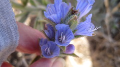 Lobostemon argenteus