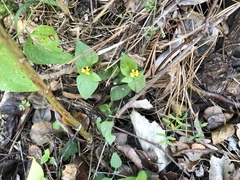 Calyptocarpus vialis