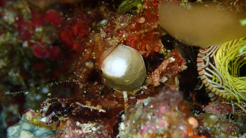Heterostegina suborbicularis observed 2025-09-16