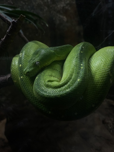 Southern Green Python sighting