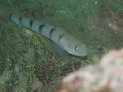 Beauty Goby photo 3