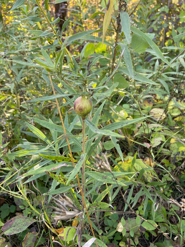 Unknown species found near Murphy Lake Blvd, Savage, MN, US