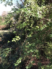 Ligustrum sinense