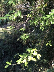 Ligustrum sinense