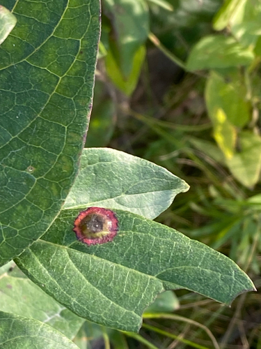 Unknown species found near Murphy Lake Blvd, Savage, MN, US