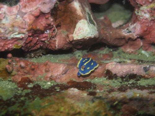 Hypselodoris festiva