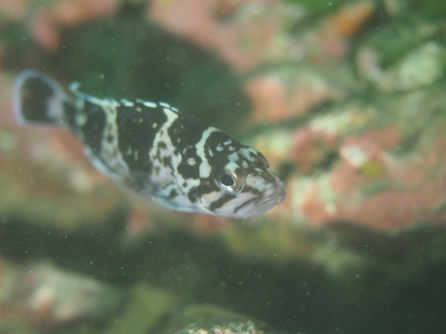 Fox rockfish (Sebastes vulpes) — Sebastidae — 4