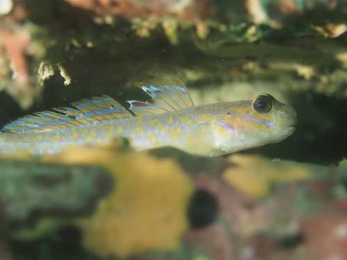 Istigobius hoshinonis