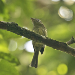 Rhynchocyclus brevirostris
