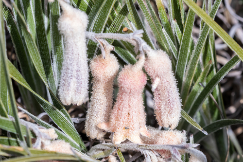 winter bell (Blancoa canescens)