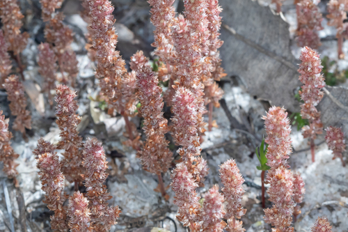 Crassula colorata