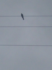 Euphagus cyanocephalus