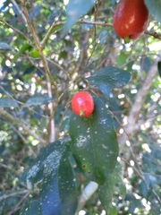 Eugenia stigmatosa
