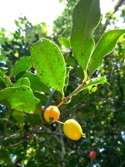 Eugenia stigmatosa