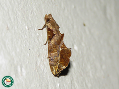 Plusiodonta clavifera