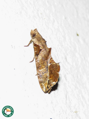 Plusiodonta clavifera