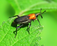 Rhodobaenus