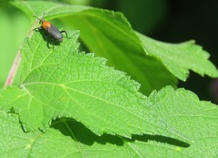 Rhodobaenus