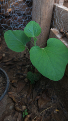 Magnoliopsida