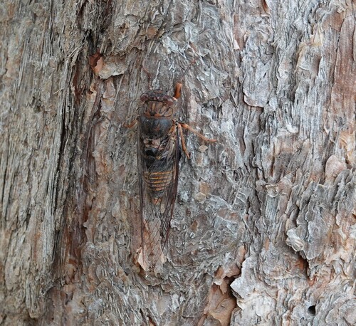 Black Tree-ticker photo 5