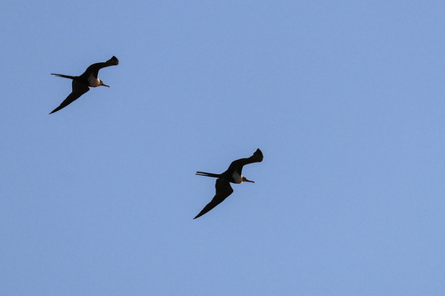 Lesser Frigatebird