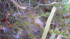 Wahlenbergia subulata